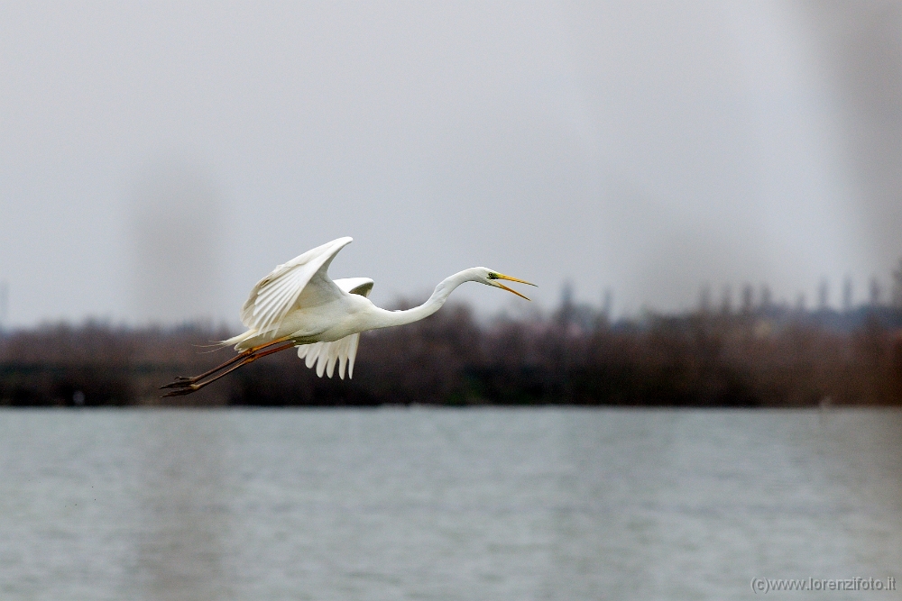 10666 Casmerodius albus (Airone bianco).jpg
